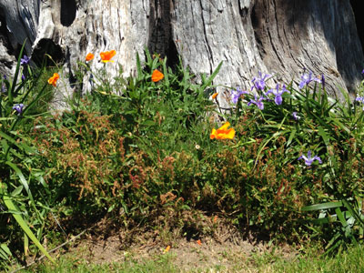 poppies